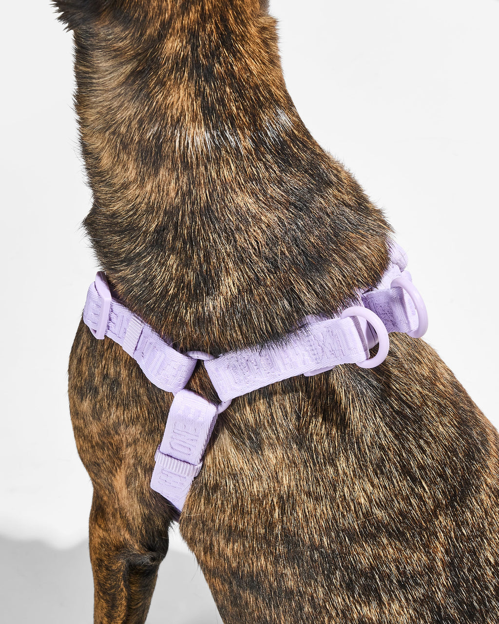 Step-In Dog Harness