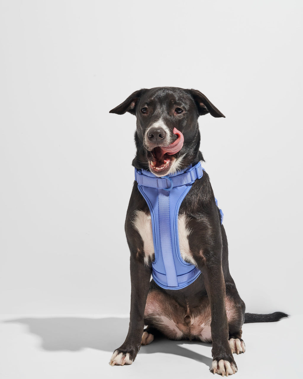 Cushioned Dog Harness