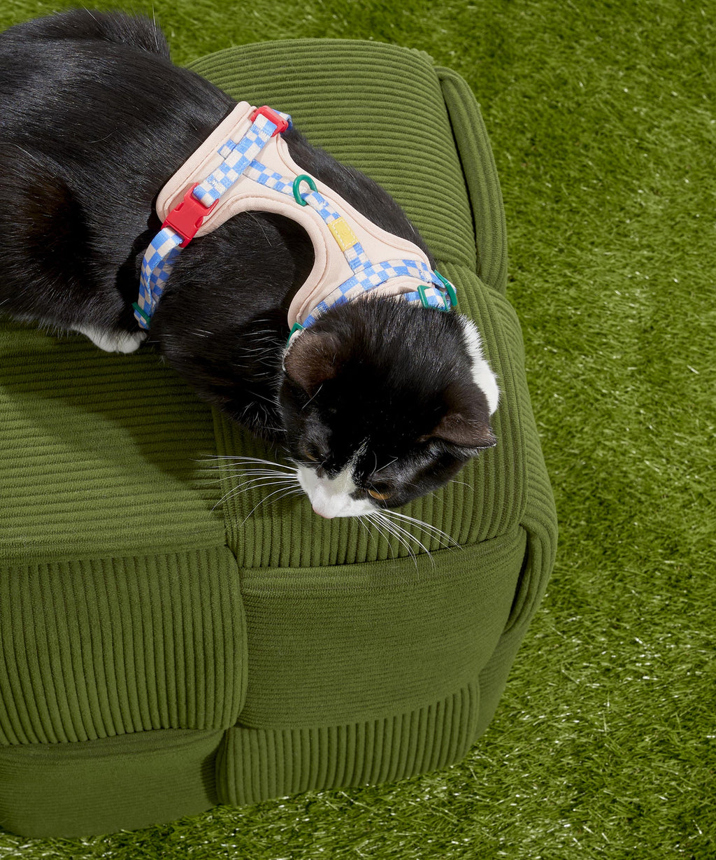 Cat Harness & Leash + Collar Kit
